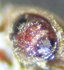 Trixagus carinicollis