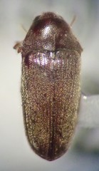 Trixagus carinicollis