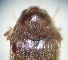 Trixagus carinicollis
