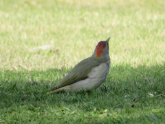 Picus sharpei