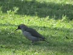 Picus sharpei