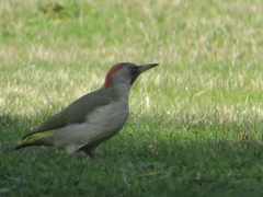 Picus sharpei