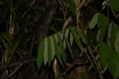 Dysoxylum rufum
