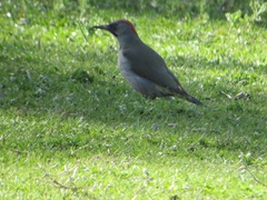 Picus sharpei