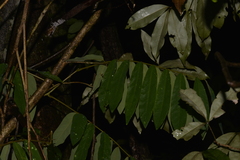 Dysoxylum rufum