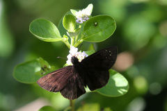 Ephyriades brunnea