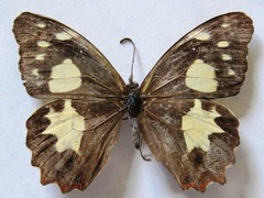 Oxeoschistus tauropolis tauropolis