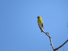 Serinus serinus