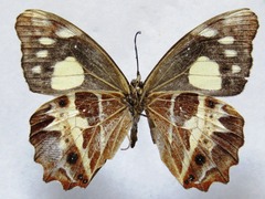 Oxeoschistus tauropolis tauropolis