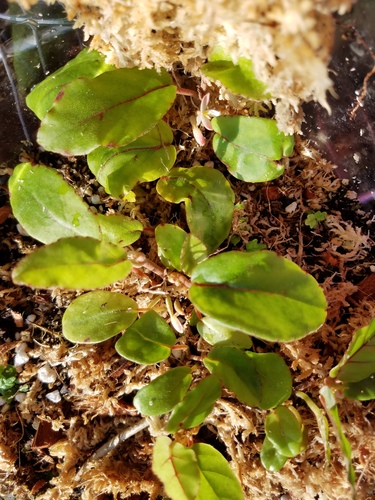 Begonia kisuluana