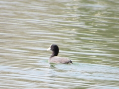 Fulica atra