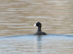 Fulica atra