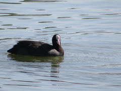 Fulica atra