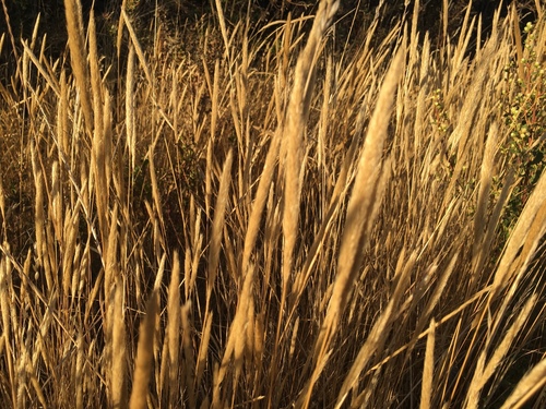 iNaturalist observation photo of nit grass