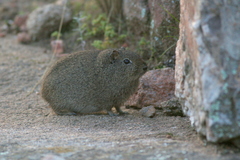 Galea leucoblephara