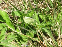 Pieris rapae
