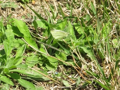 Pieris rapae