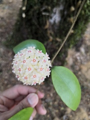 Hoya verticillata