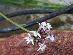 Lobelia laurentioides