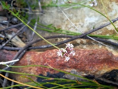 Lobelia laurentioides