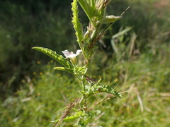 Convolvulus sagittatus
