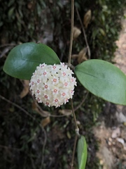 Hoya verticillata