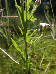 Convolvulus sagittatus