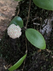 Hoya verticillata
