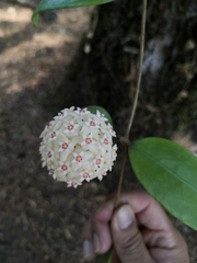 Hoya verticillata