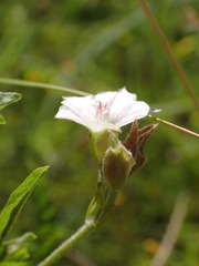 Convolvulus sagittatus