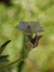 Convolvulus sagittatus