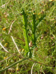 Convolvulus sagittatus