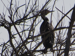 Phalacrocorax carbo