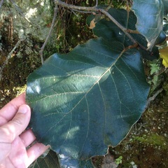 Quercus crassifolia