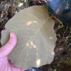 Quercus crassifolia