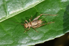 Svistella bifasciata