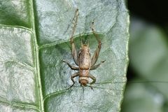 Svistella bifasciata