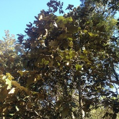 Quercus crassifolia