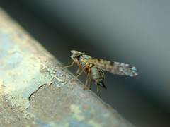 Campiglossa sororcula