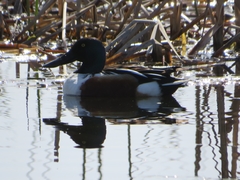 Spatula clypeata