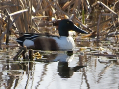 Spatula clypeata