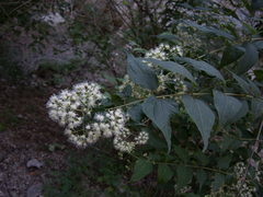 Ageratina areolaris