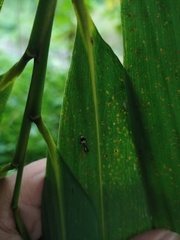 Emertonius exasperans