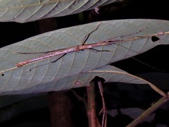 Caudasceles villosus