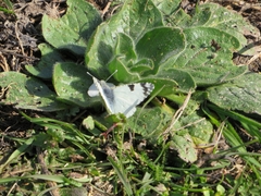 Euchloe crameri