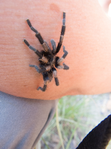 Mexican Dwarf Redleg Tarantula