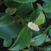 Begonia loranthoides - Photo (c) Krzysztof Ziarnek, Kenraiz，保留部份權利CC BY-SA