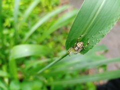 Neoscona nautica