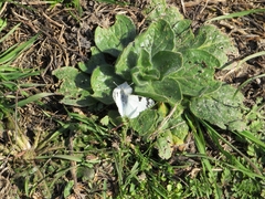 Euchloe crameri
