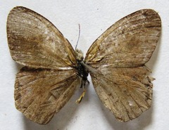 Cyllopsis pephredo